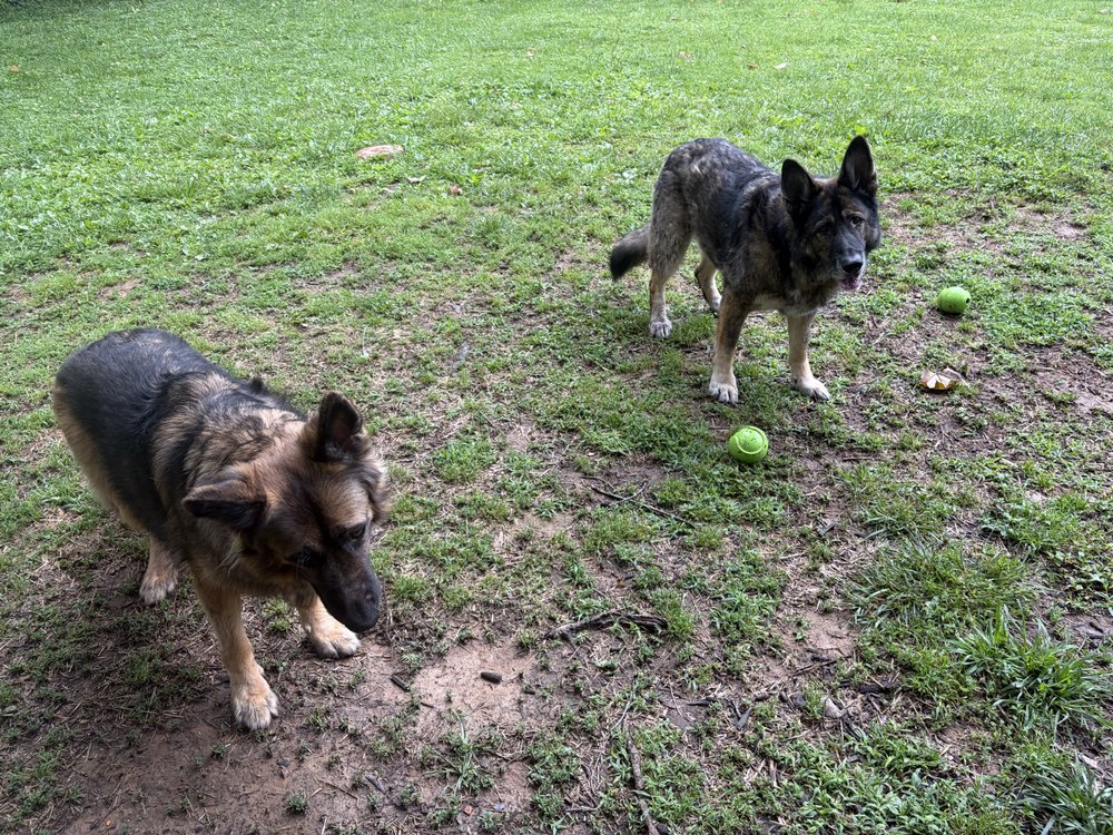 The Dog Nanny - pet boarding facility in Louisville, KY