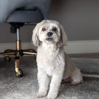 Swag Cuts Grooming - Max after grooming - Pet Groomers Near Me