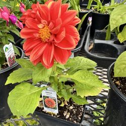 Coquille Garden - dahlia