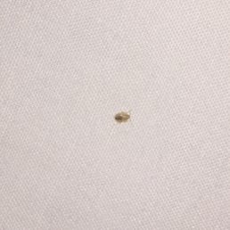 Found this bed bug in my room! DO NOT STAY HERE!
