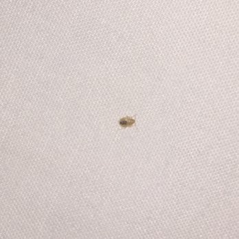Best Western Chambersburg - Found this bed bug in my room! DO NOT STAY HERE! - Hotels Near Me - Chambersburg, Pennsylvania