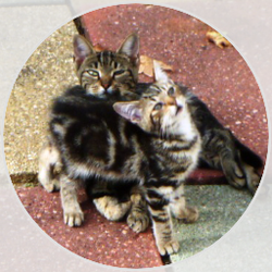 Glen Cove Animal Clinic - Mama with her kitten in 2011 who became our indoor cat and passed away just weeks before his mom.