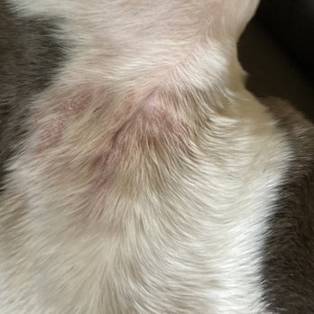 Camp Bow Wow Plano - His hair and skin were rubbed raw at Camp Bow Wow Plano. - Pet Groomers Near Me - Plano, Texas Camp Bow Wow Plano - His hair and skin were rubbed raw at Camp Bow Wow Plano. - Pet Groomers Near Me - Plano, Texas