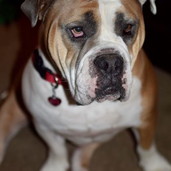 big bones dog rescue