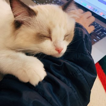 AdorableDolls Ragdolls - Pet Breeders Near Me AdorableDolls Ragdolls - Pet Breeders Near Me