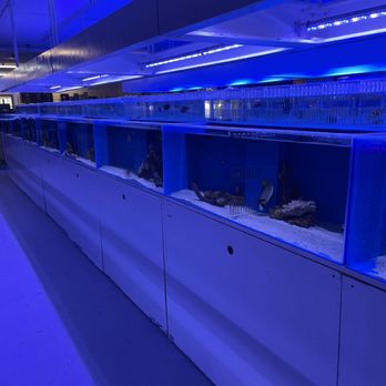 Reef Lounge Norco - This is the row of fish tanks - Local Fish Stores Near Me - Norco, California Reef Lounge Norco - This is the row of fish tanks - Local Fish Stores Near Me - Norco, California