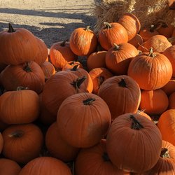 Arizona Pumpkin Patch - Pumpkins