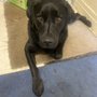 Photo of Backmans Greyhound Supplies