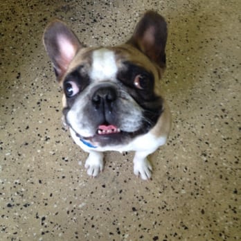 Raising Canine Dog Daycare - Little panda having a blast at raising canine. - Pet Training Near Me - Calgary, Alberta Raising Canine Dog Daycare - Little panda having a blast at raising canine. - Pet Training Near Me - Calgary, Alberta