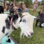 808 Goat Yoga