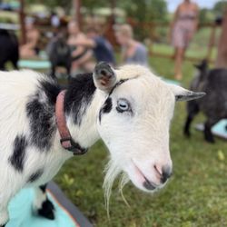 808 Goat Yoga
