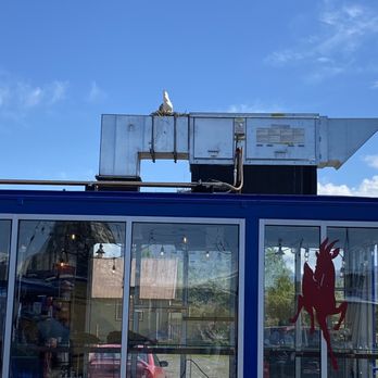 AK Alchemist - Seagull nest with babies on top of the coffee hut - Coffee & Tea Near Me - Anchorage, Alaska