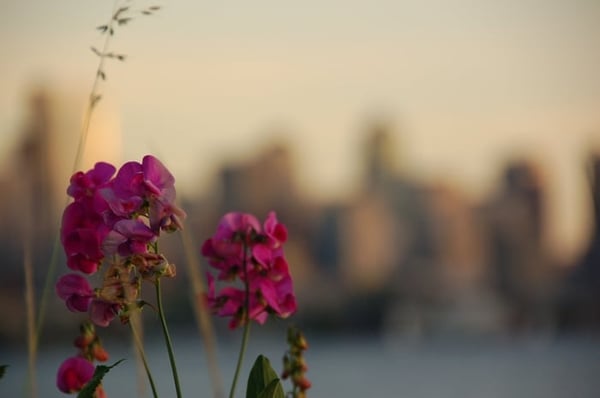 Gas Works Park by null