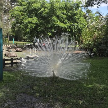 Flamingo Gardens - Amazing white peacock - Botanical Gardens Near Me - Davie, Florida Flamingo Gardens - Amazing white peacock - Botanical Gardens Near Me - Davie, Florida