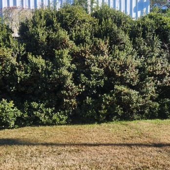 Carolina Eastern Property Services - Tall shrubs - Lawn Services Near Me - Effingham, South Carolina