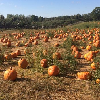 Battleview Orchards - Pick Your Own Farms Near Me - Freehold, New Jersey