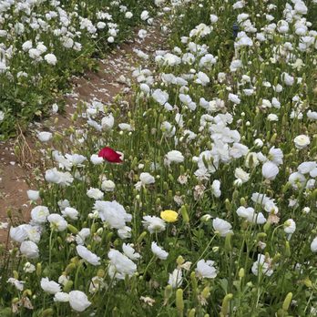 The Flower Fields - Venues & Event Spaces Near Me - Carlsbad, California