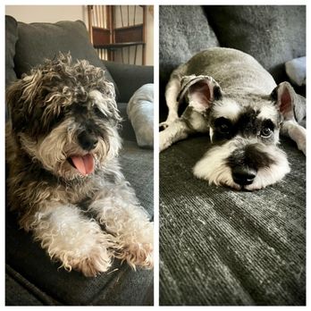 DFW Pet Love Grooming - Homeless to handsome - Pet Groomers Near Me - Garland, Texas DFW Pet Love Grooming - Homeless to handsome - Pet Groomers Near Me - Garland, Texas