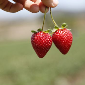 Kenny's Strawberry Farm - Fruits & Veggies Near Me - Fallbrook, California