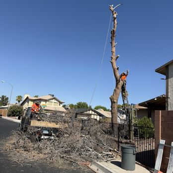 Royal Tree Service - Tree Services Near Me Royal Tree Service - Tree Services Near Me