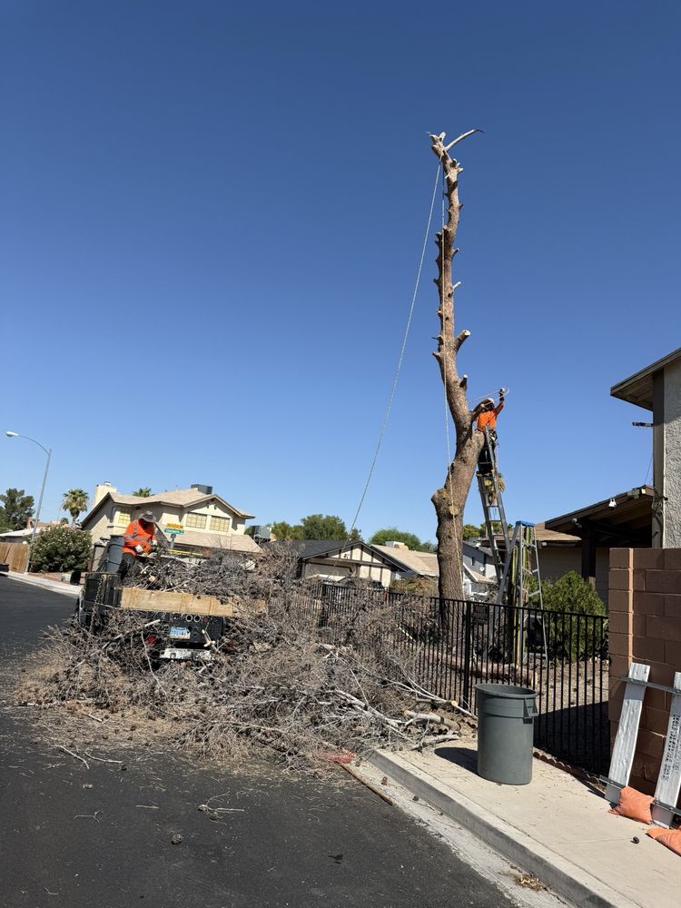 Royal Tree Service - tree service in Las Vegas, NV