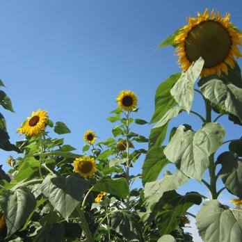Hidden Acres Orchards - Sunflowers are such happy flowers. - Fruits & Veggies Near Me - Mead, Washington Hidden Acres Orchards - Sunflowers are such happy flowers. - Fruits & Veggies Near Me - Mead, Washington