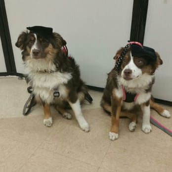 It's Only Love Dog Training - Scarlett and Zoey's graduation! - Pet Training Near Me It's Only Love Dog Training - Scarlett and Zoey's graduation! - Pet Training Near Me