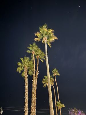 The Monkey Tree Hotel by AvantStay by null