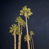 The Monkey Tree by AvantStay gift card