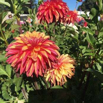 Swan Island Dahlias - Nurseries & Gardening Near Me - Canby, Oregon