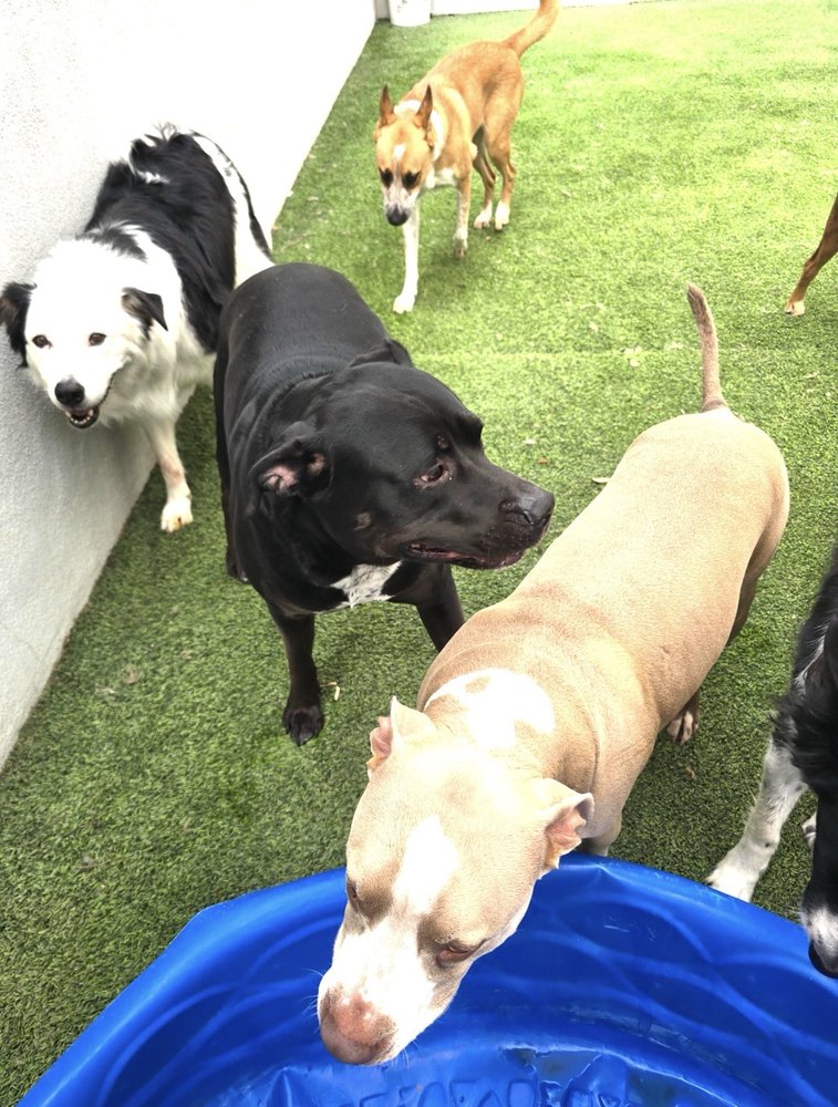Tempe Dogs 24/7, Tempe