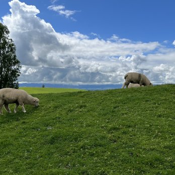 Hobbiton Movie Set - Walking Tours Near Me - Matamata, WKO