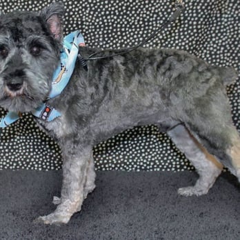 Gorgeous Grooming Ranch - Pet Groomers Near Me - Justin, Texas Gorgeous Grooming Ranch - Pet Groomers Near Me - Justin, Texas