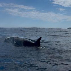Big Blue Photo Boat - Orcas up close