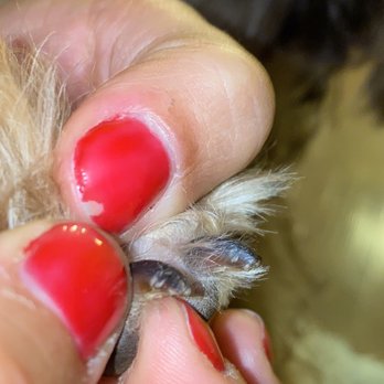 PetSmart - Her nails - Pet Training Near Me - Northborough, Massachusetts PetSmart - Her nails - Pet Training Near Me - Northborough, Massachusetts