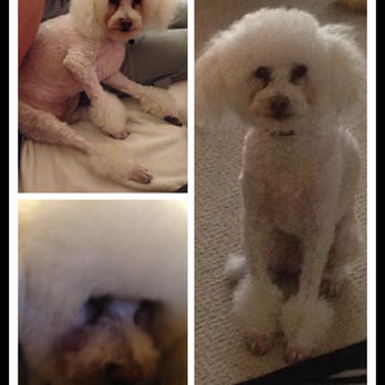 After Hours Dog Grooming - Howard's new 'do - Pet Groomers Near Me - Oakland, California After Hours Dog Grooming - Howard's new 'do - Pet Groomers Near Me - Oakland, California