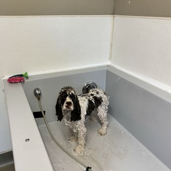 Tails 'n Training - A nice cool bath on a hot and dusty summer day! - Pet Sitting Near Me - Rapid City, South Dakota Tails 'n Training - A nice cool bath on a hot and dusty summer day! - Pet Sitting Near Me - Rapid City, South Dakota