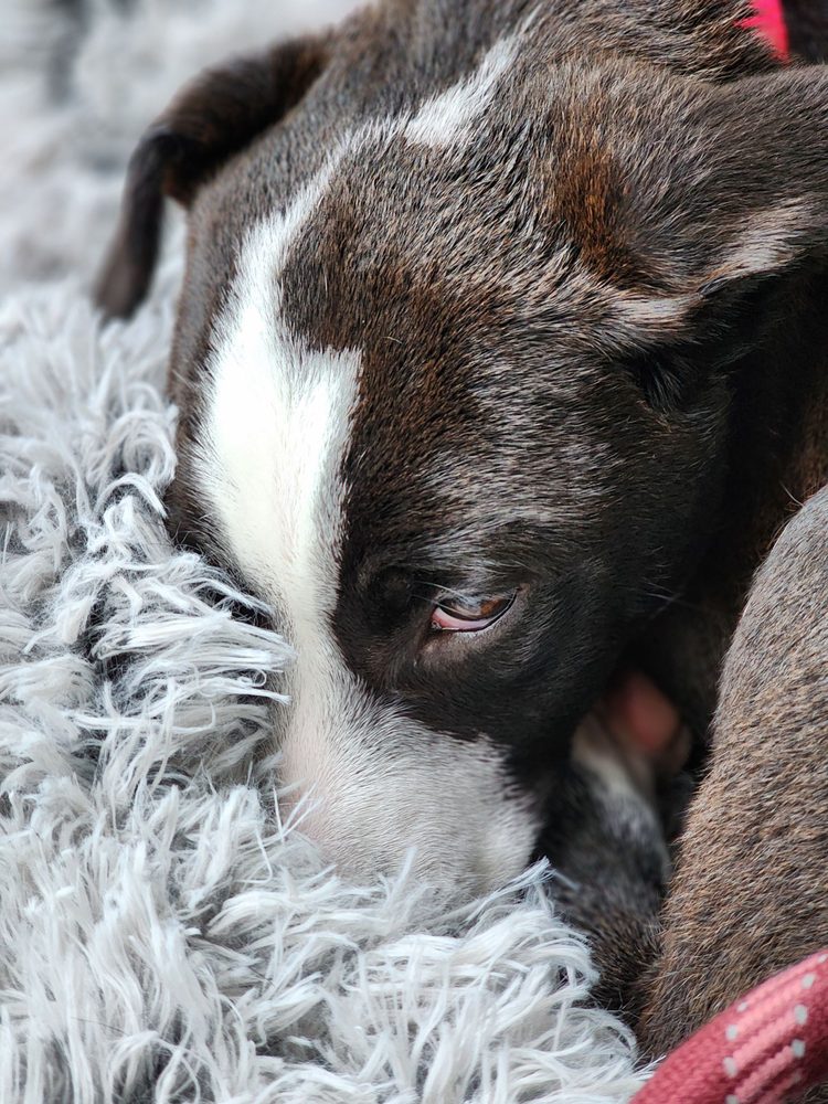 DOG HAIR DON’T CARE 11 Photos 6046 W Lake Sammamish Pkwy NE, Redmond, Washington Pet