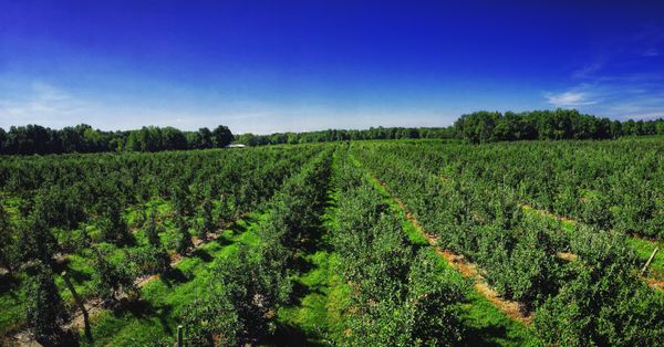 Clarke's Family Farm by null