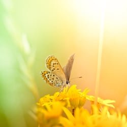Moving in Harmony CranioSacral Therapy