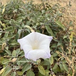 Boulder Gulch Campground - Wild flowers!