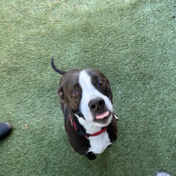 Greywood Kennels - Pet Sitting Near Me - Lakeside, California Greywood Kennels - Pet Sitting Near Me - Lakeside, California
