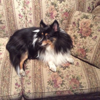 Evergreen Kennels - Pet Groomers Near Me - Churchville, New York Evergreen Kennels - Pet Groomers Near Me - Churchville, New York