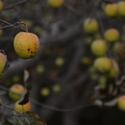 Fuggiti Segio Apple Orchard