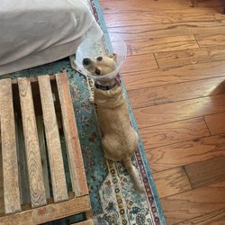 Community Pet Outreach