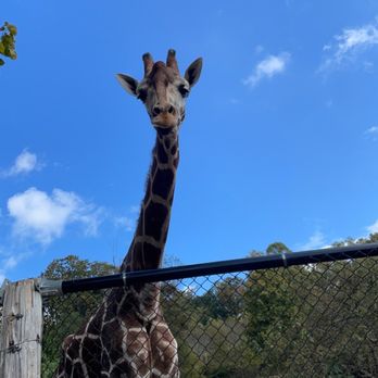 Creation Kingdom Zoo - Giraffe :) - Zoos Near Me - Gate City, Virginia Creation Kingdom Zoo - Giraffe :) - Zoos Near Me - Gate City, Virginia