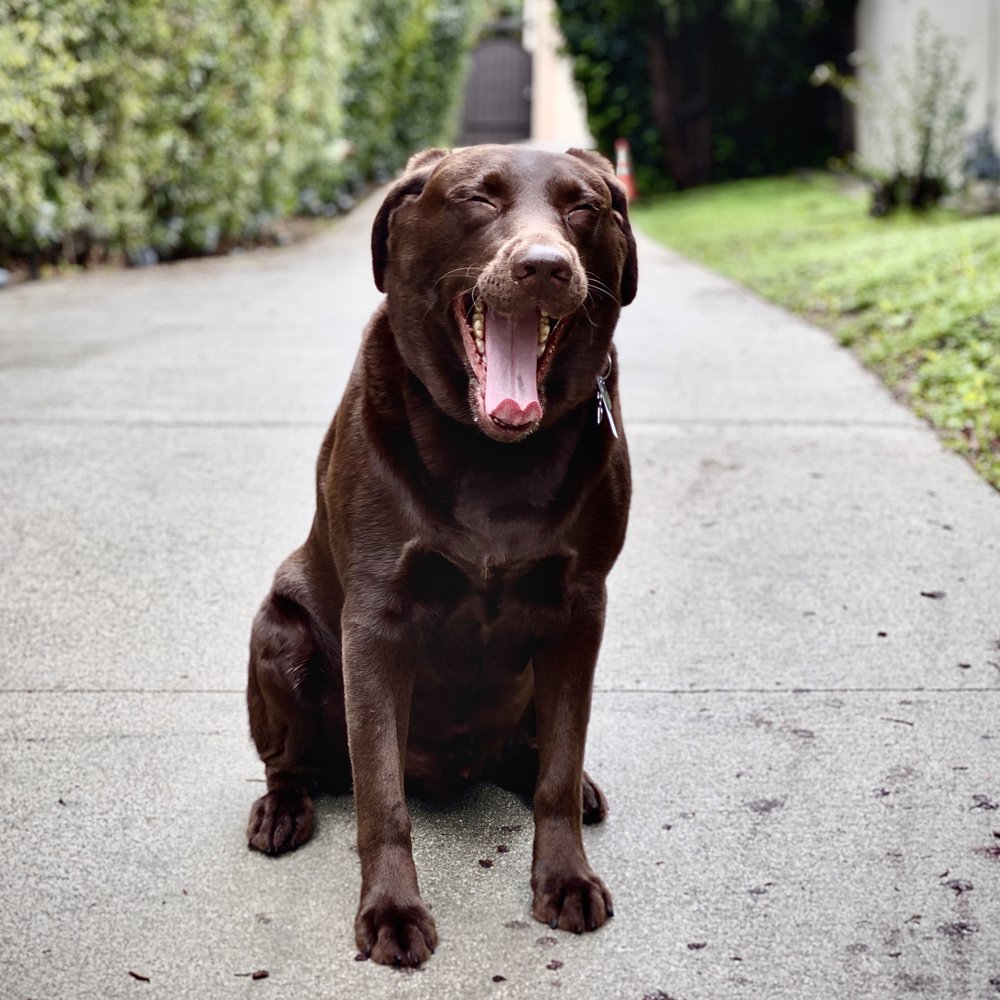 AAA Labs Labrador Puppies - Pet Breeders Near Me - Ontario, California