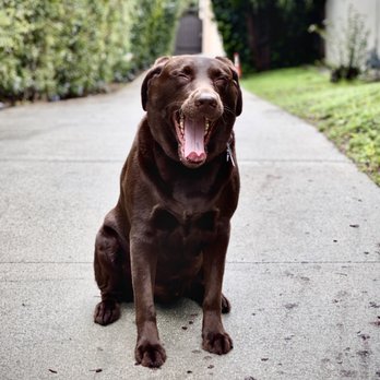 AAA Labs Labrador Puppies - Pet Breeders Near Me - Ontario, California