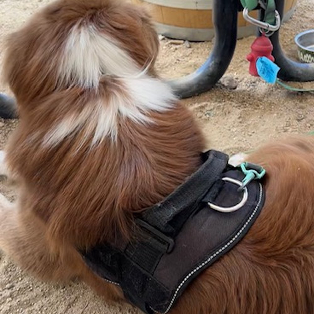 Mammoth Brewing - Dog friendly patio! Dog bowls for water at the table - Breweries Near Me - Mammoth Lakes, California Mammoth Brewing - Dog friendly patio! Dog bowls for water at the table - Breweries Near Me - Mammoth Lakes, California