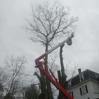 1. Community Tree Services